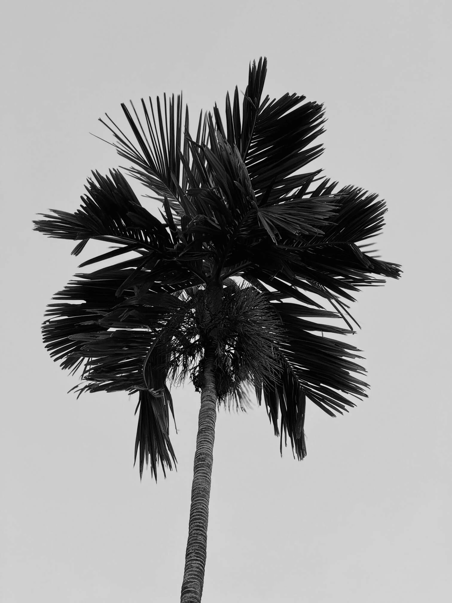 Palmtree